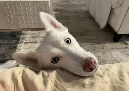 Gracie