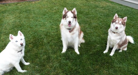 Daisy, York (RIP), and Archie!  All Texas Alum!