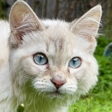 Entry image for Tipsy 