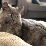 Entry image for Isabelle 