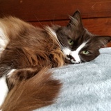 Entry image for Pistachio