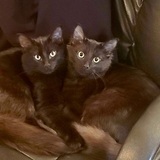 Entry image for Nix and Nox