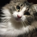 Entry image for Violetta 