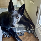 Entry image for Pepino