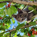 Entry image for Azura