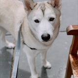 Entry image for Sinclair