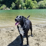 Entry image for Tippy