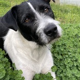 Entry image for Beau