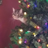 Entry image for Silly Cat