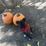 Entry image for Smokey-Joe