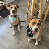 Entry image for Boomer and Dixie 