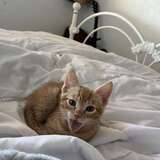 Entry image for Mimosa Sunrise Stoner