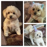 Entry image for Minnie