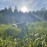 Entry image for Amira