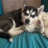 Entry image for Kiri 