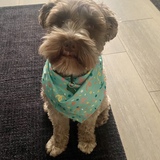 Entry image for Sully 