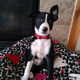 Entry image for Phoenix 