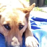 Entry image for Maya