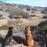 Entry image for Ginger & Tia4