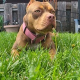 Entry image for Rosie posie