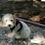 Entry image for Mitzi Mae (formerly Cece)