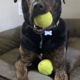 Entry image for Nacho