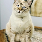 Entry image for Sassy