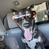 Entry image for Bucky 