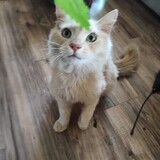 Entry image for Snowball 