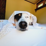 Entry image for JuneBug