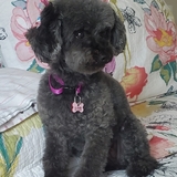 Entry image for Lacey