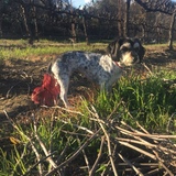 Entry image for Chiquis 