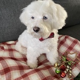 Entry image for Frankie