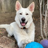 Entry image for Finn