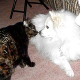 Entry image for Cheemo and Nikki