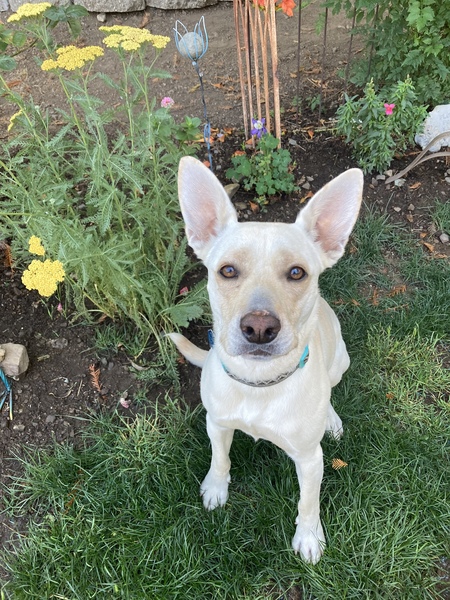 Entry image for Maggie. Clicking this image will show a larger photo