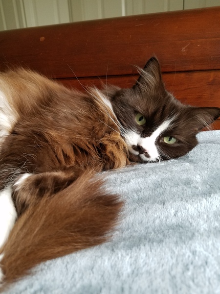 Entry image for Pistachio. Clicking this image will show a larger photo