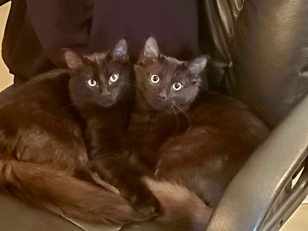 Entry image for Nix and Nox. Clicking this image will show a larger photo