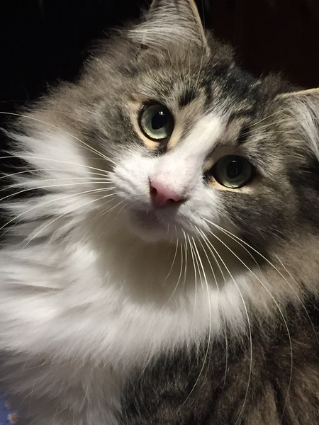 Entry image for Violetta . Clicking this image will show a larger photo