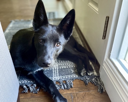 Entry image for Pepino. Clicking this image will show a larger photo