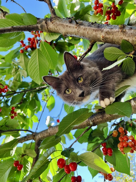 Entry image for Azura. Clicking this image will show a larger photo