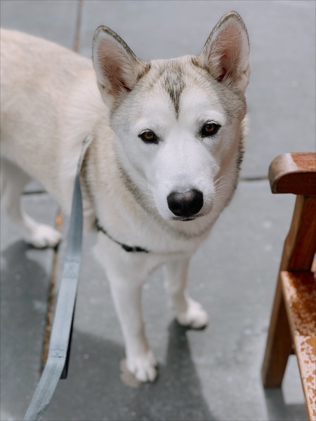 Entry image for Sinclair. Clicking this image will show a larger photo