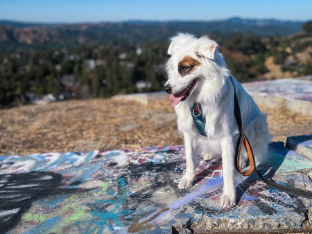 Entry image for Moro. Clicking this image will show a larger photo