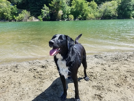 Entry image for Tippy. Clicking this image will show a larger photo