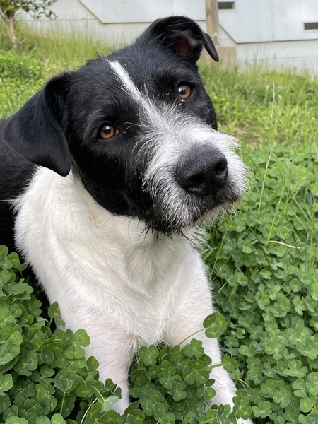 Entry image for Beau. Clicking this image will show a larger photo