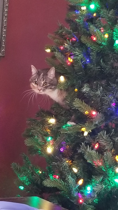 Entry image for Silly Cat. Clicking this image will show a larger photo