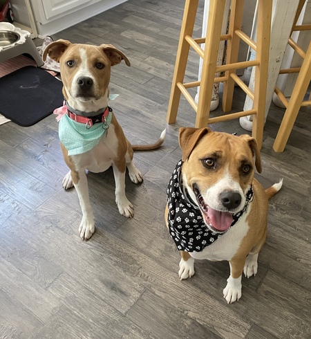 Entry image for Boomer and Dixie . Clicking this image will show a larger photo