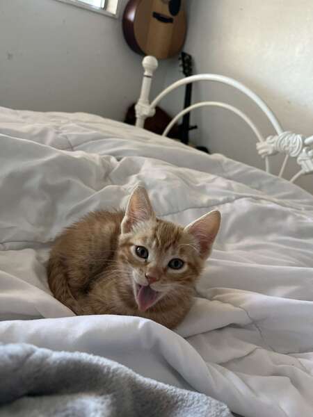 Entry image for Mimosa Sunrise Stoner. Clicking this image will show a larger photo