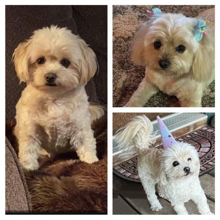 Entry image for Minnie. Clicking this image will show a larger photo