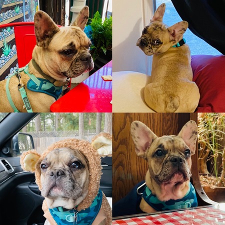 Entry image for Bennie (Bennington Bear) . Clicking this image will show a larger photo